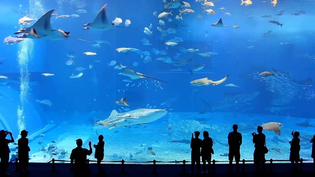 Okinawa Churaumi Aquarium Tour Ke Jepang